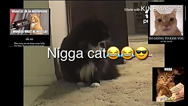 Nigga Cat