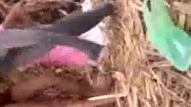 Hot Northindian Girl enjoyed with her BF in field